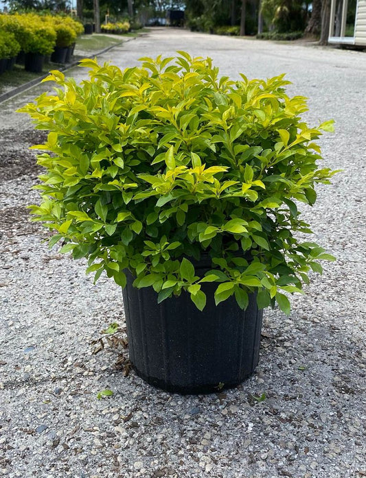 Duranta Erecta "Gold Mound"