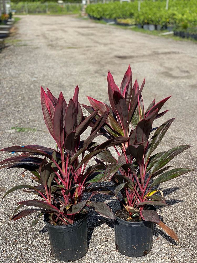 Cordyline Red Sister