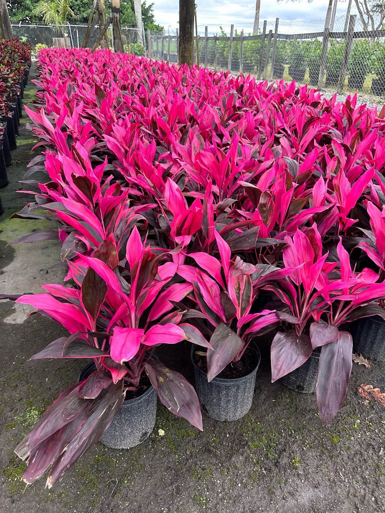 Cordyline Red Sister