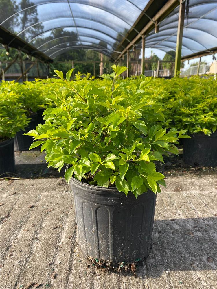 Duranta Erecta "Gold Mound"