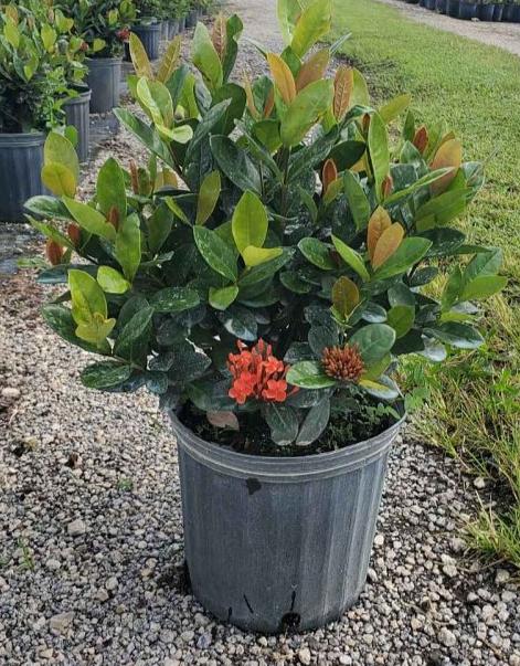 Ixora "Maui Red"