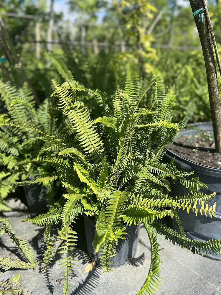 Kimberly Queen Fern (3 gallon)