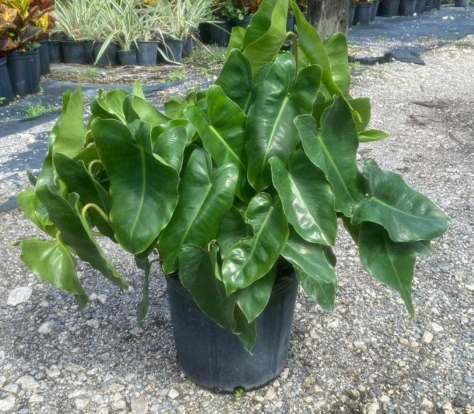 Philodendron "Burle Marx"