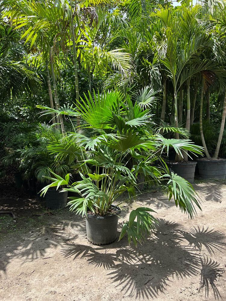 Chinese Fan Palm