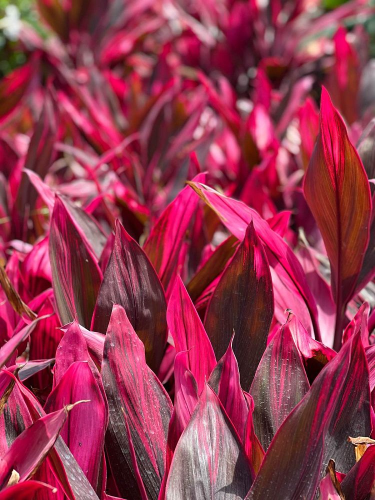 Cordyline Red Sister