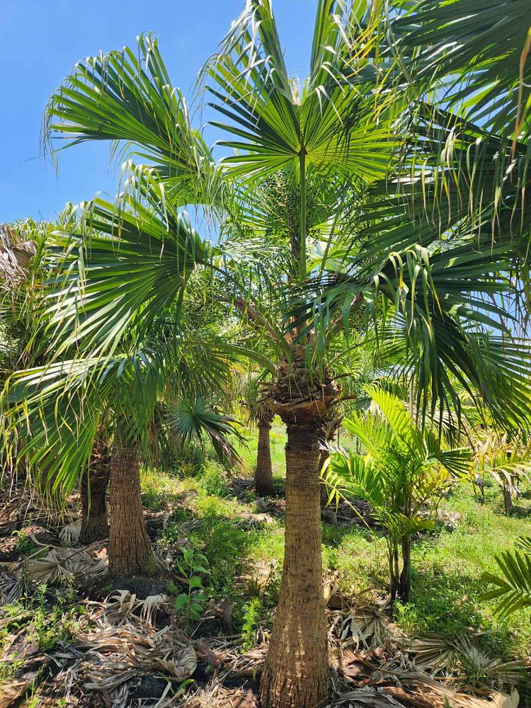 Chinese Fan Palm