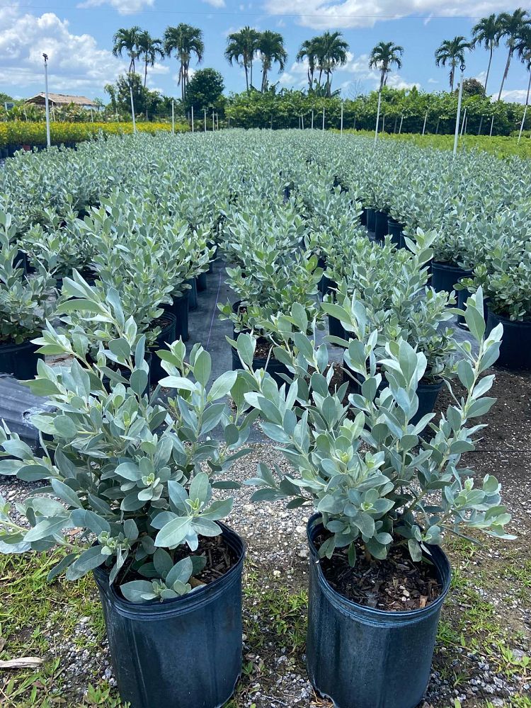 Silver Buttonwood