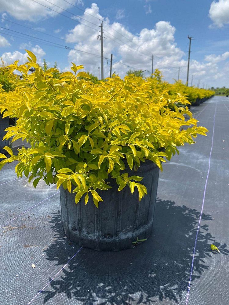 Duranta Erecta "Gold Mound"