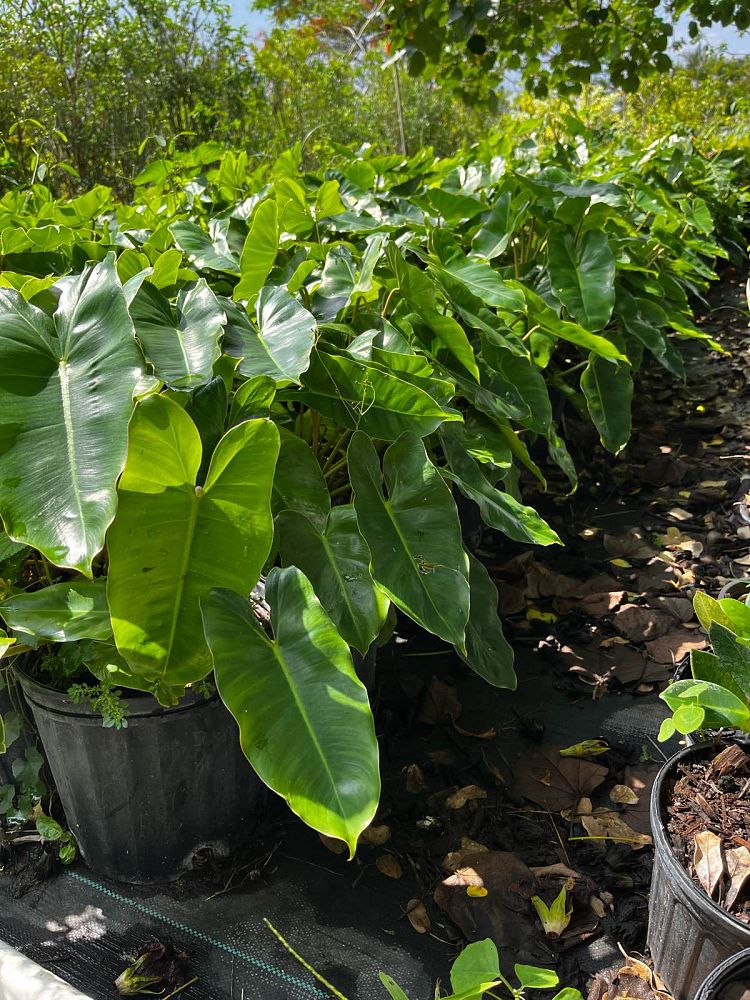 Philodendron "Burle Marx"