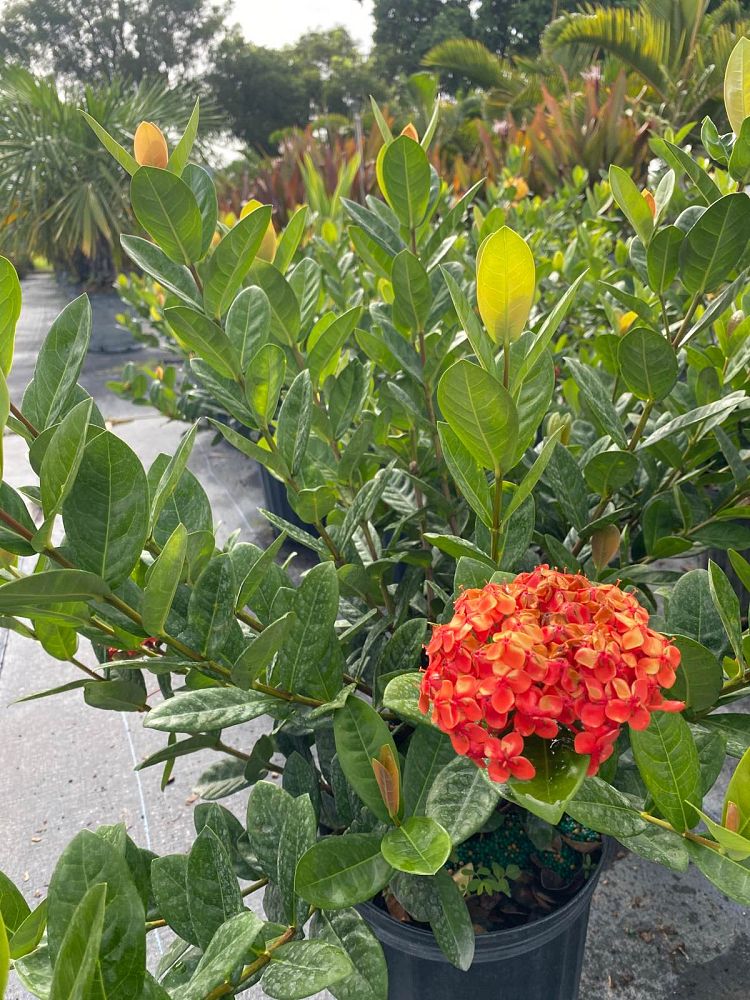 Ixora "Maui Red"