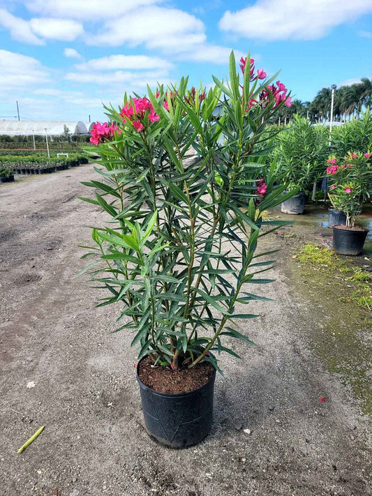 Oleander "Calypso"