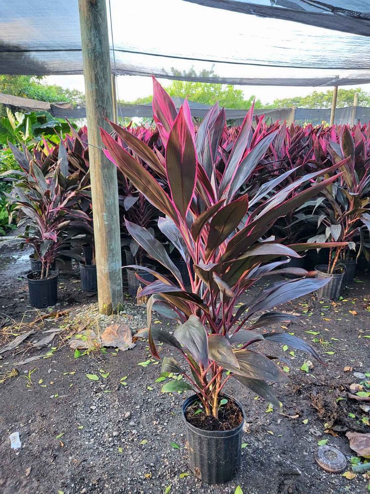 Cordyline Red Sister