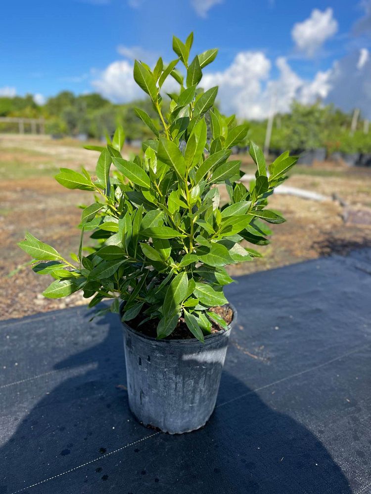 Green Buttonwood