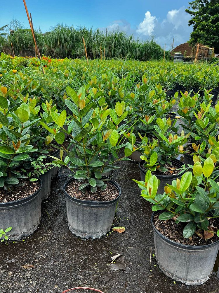 Ixora "Maui Red"