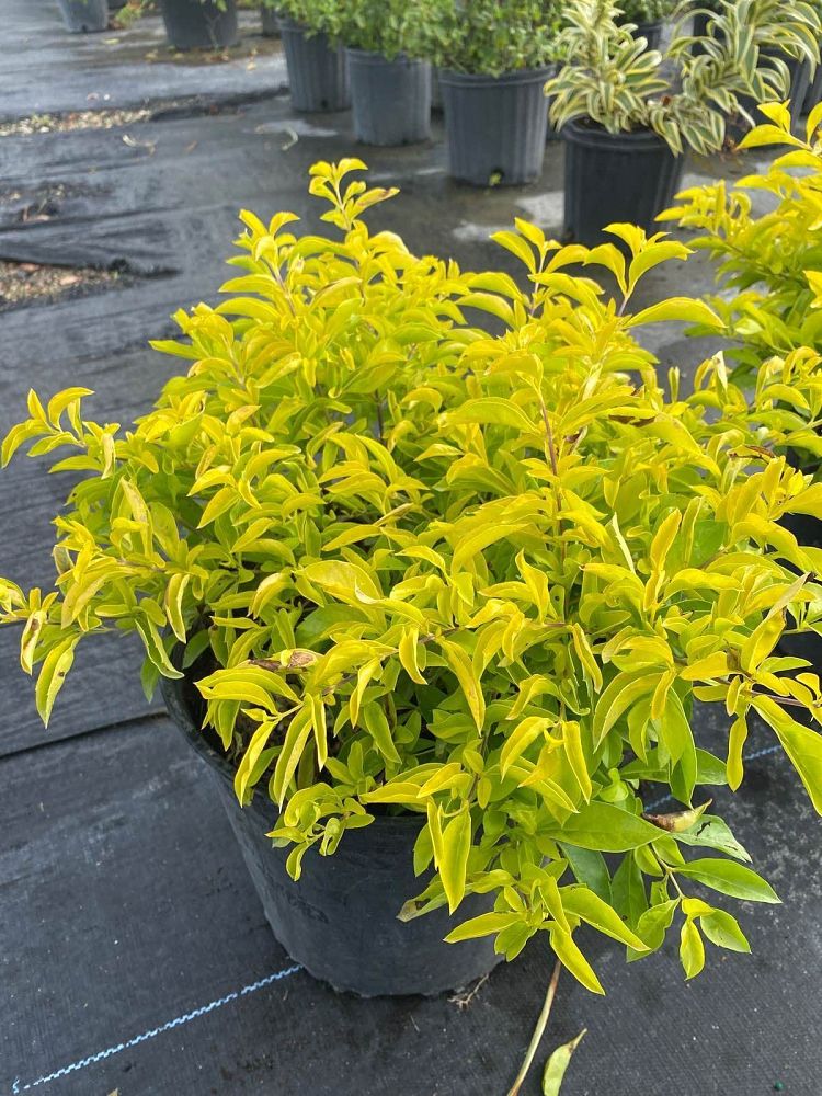 Duranta Erecta "Gold Mound"