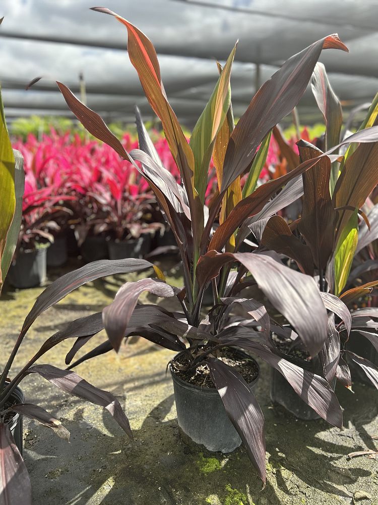 Cordyline Black Magic