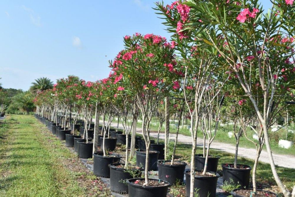 Oleander "Calypso"