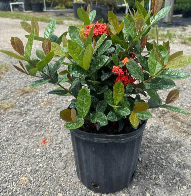 Ixora "Maui Red"