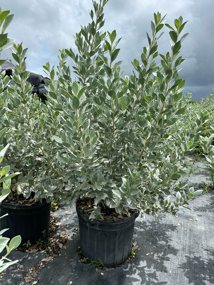 Silver Buttonwood