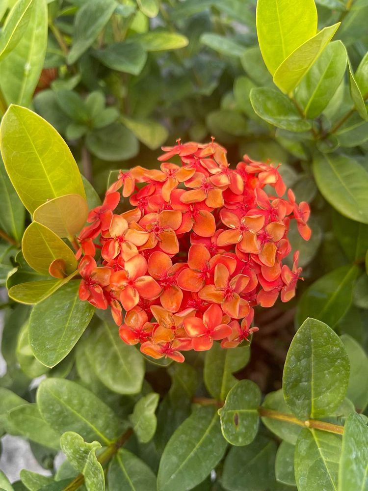 Ixora "Maui Red"