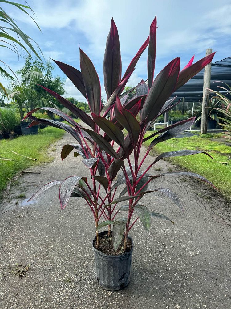 Cordyline Red Sister