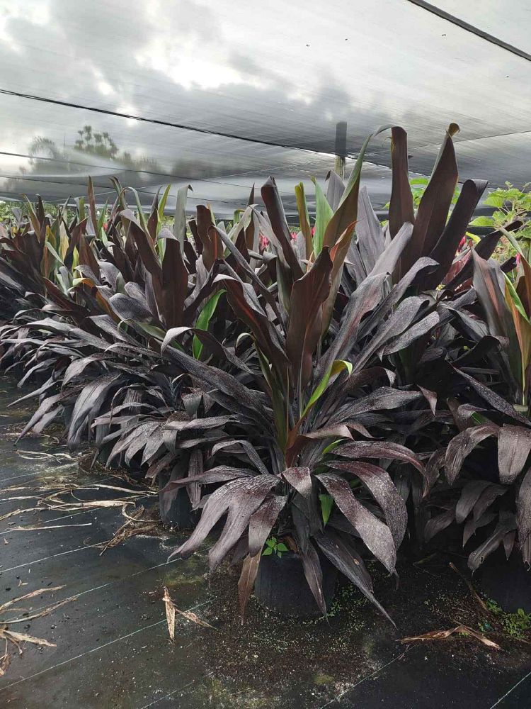 Cordyline Black Magic