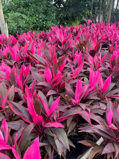 Cordyline Red Sister