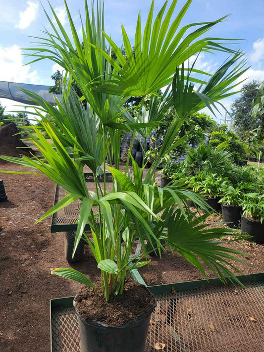 Chinese Fan Palm