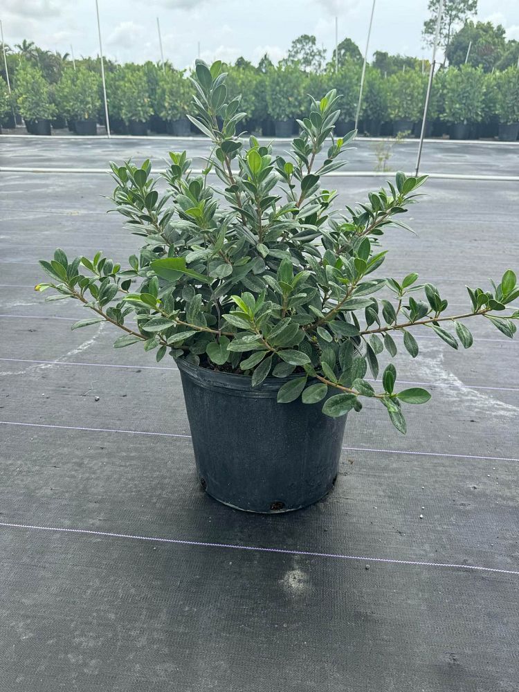 Green Island Ficus