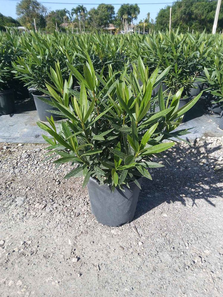 Oleander "Calypso"