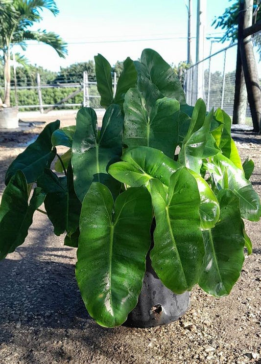 Philodendron "Burle Marx"