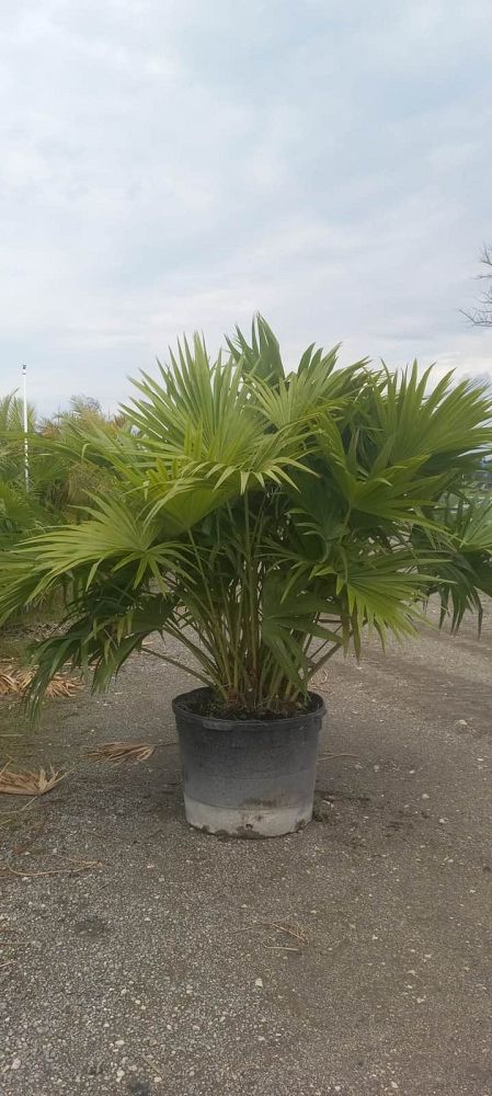 Chinese Fan Palm