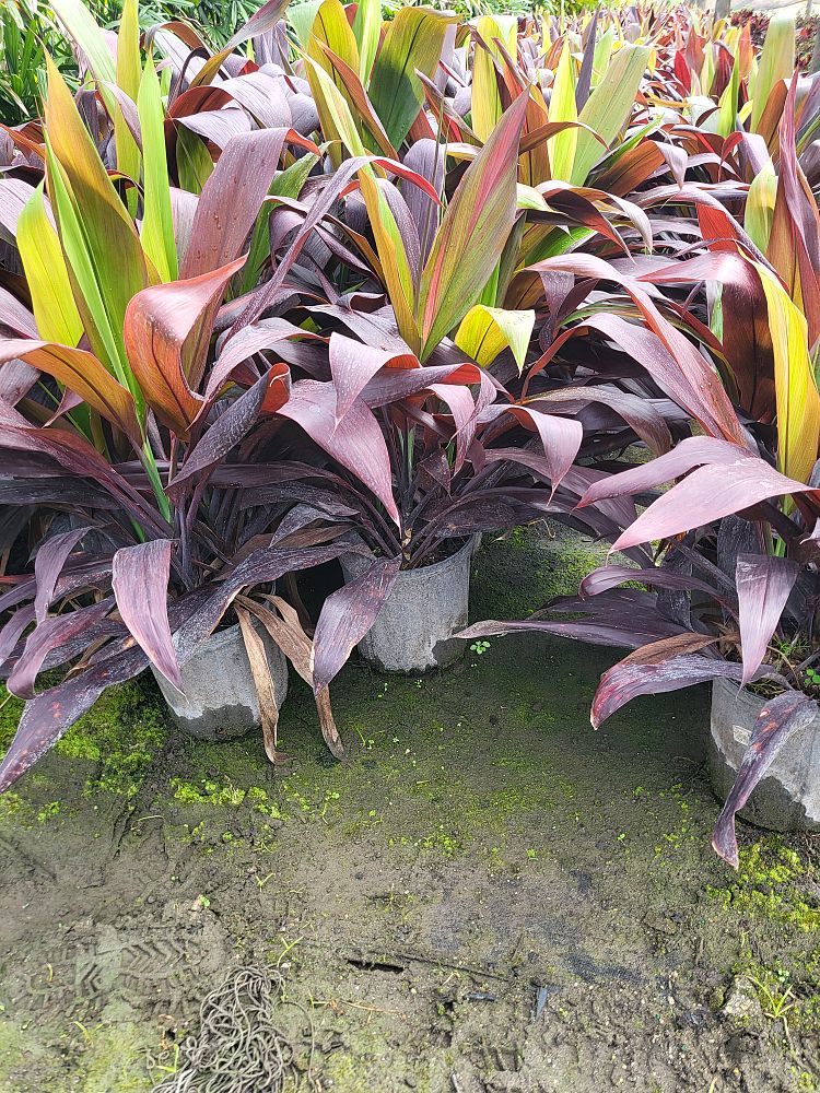 Cordyline Black Magic