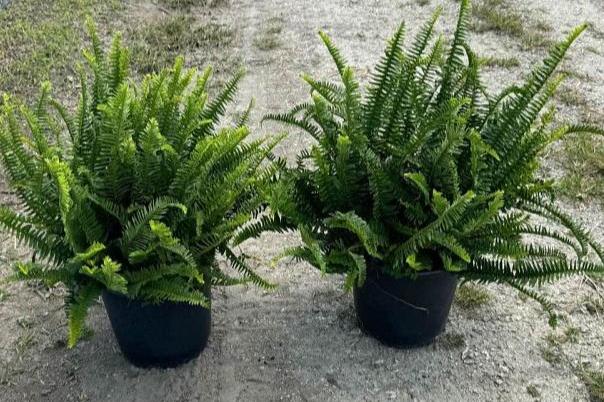 Kimberly Queen Fern (3 gallon)