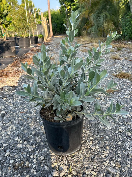 Silver Buttonwood