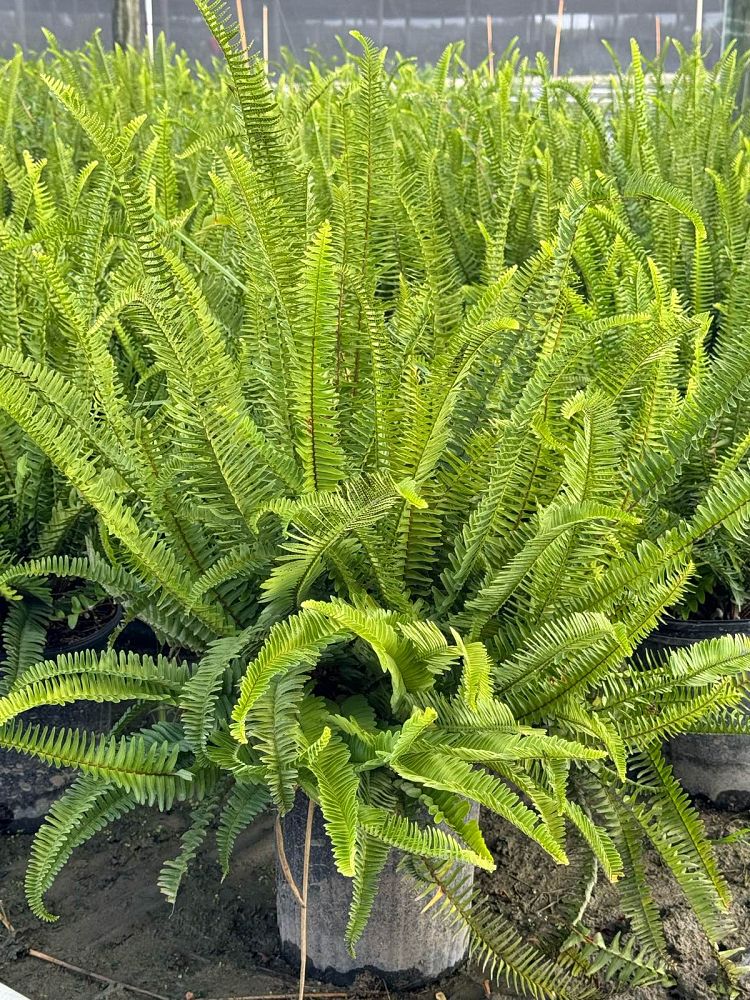 Kimberly Queen Fern (3 gallon)