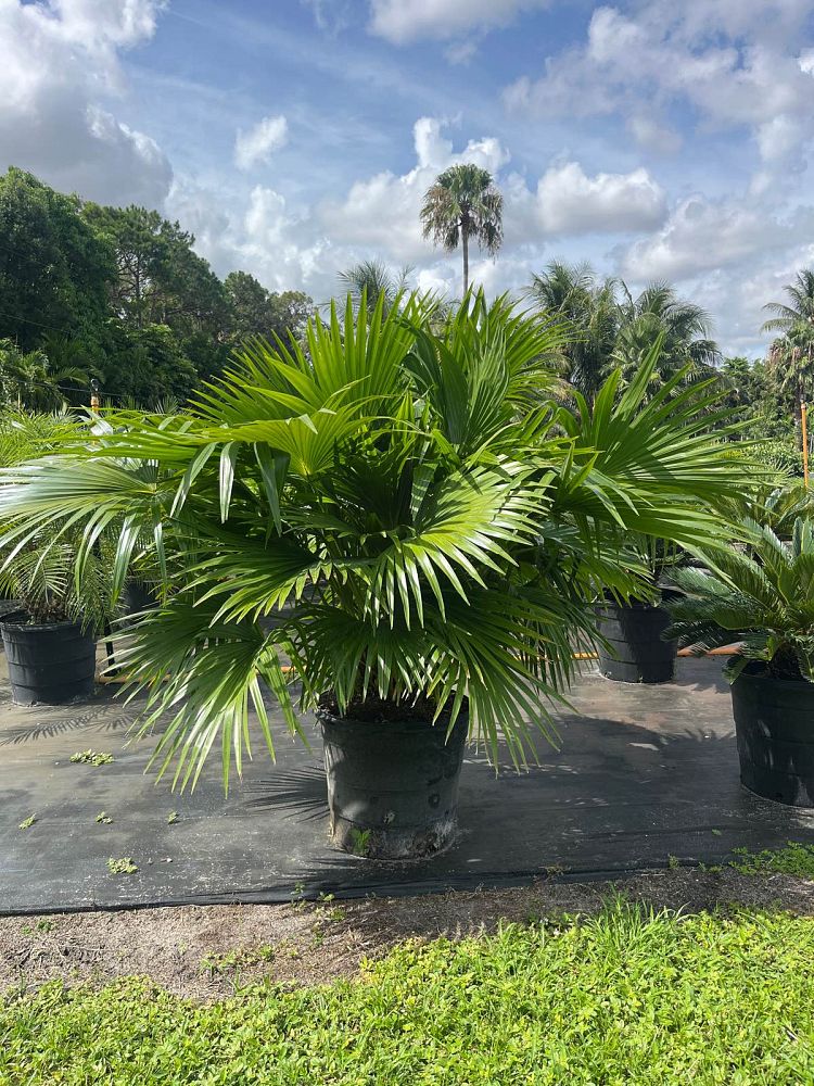 Chinese Fan Palm