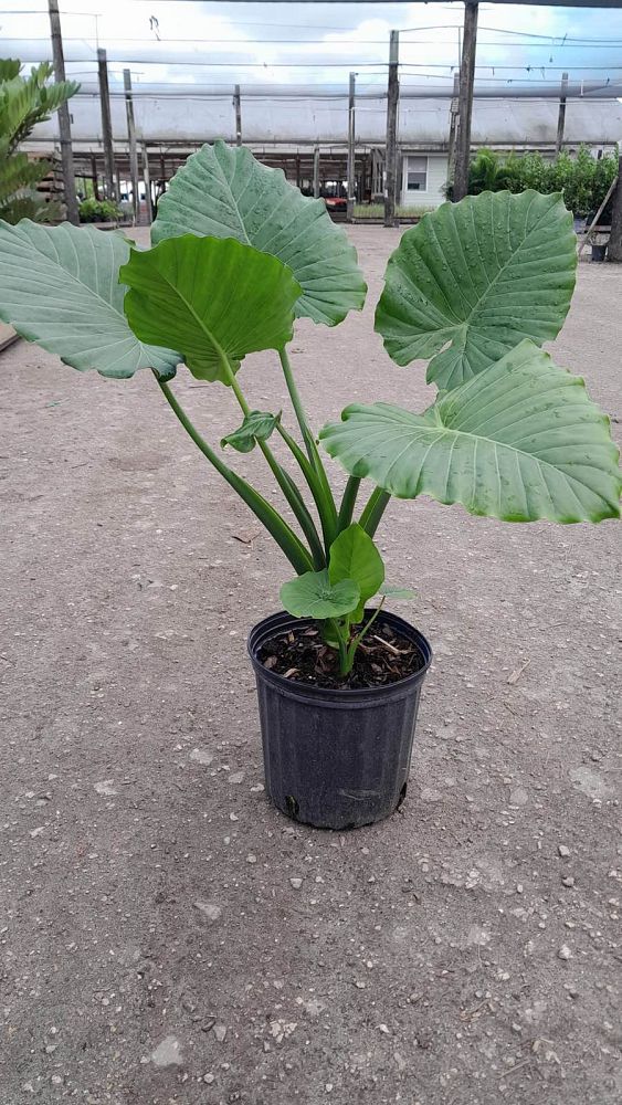 Alocasia Odora "California" Elephant Ear