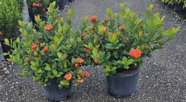 Ixora "Maui Red"