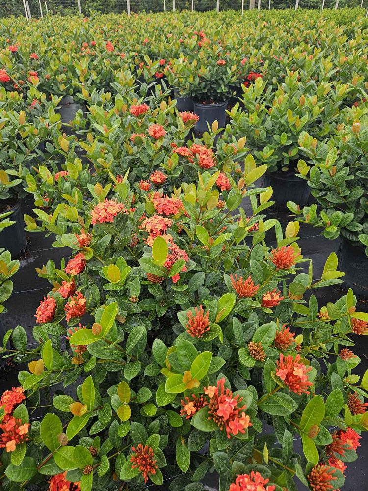 Ixora "Maui Red"