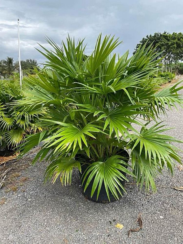 Chinese Fan Palm