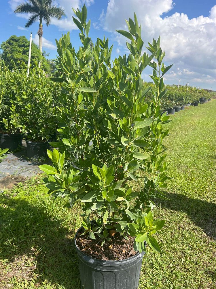 Green Buttonwood