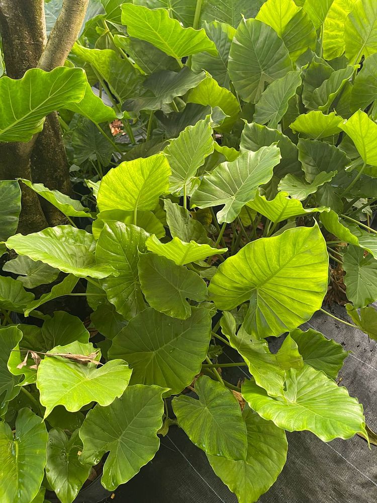 Alocasia Odora "California" Elephant Ear