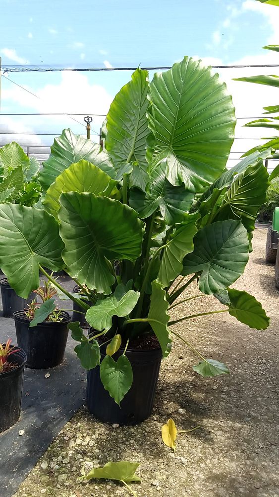 Alocasia Odora "California" Elephant Ear