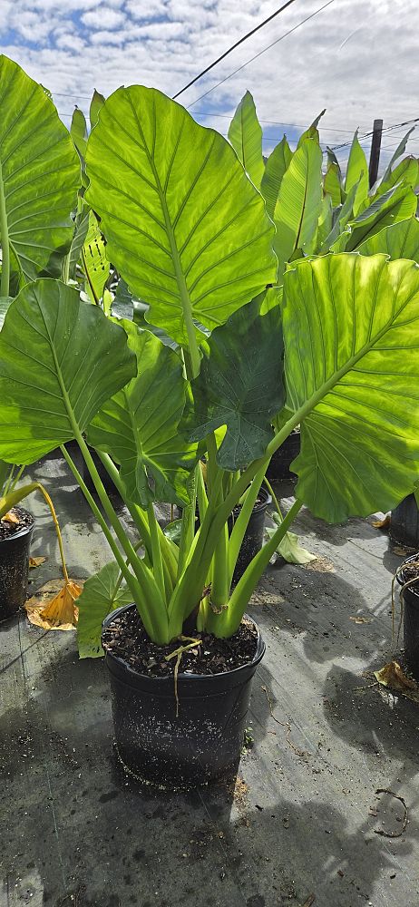 Alocasia Odora "California" Elephant Ear