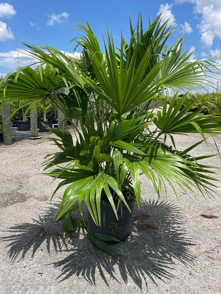 Chinese Fan Palm