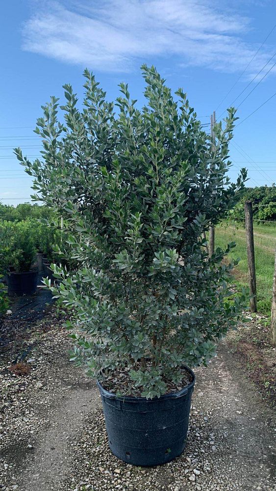 Silver Buttonwood