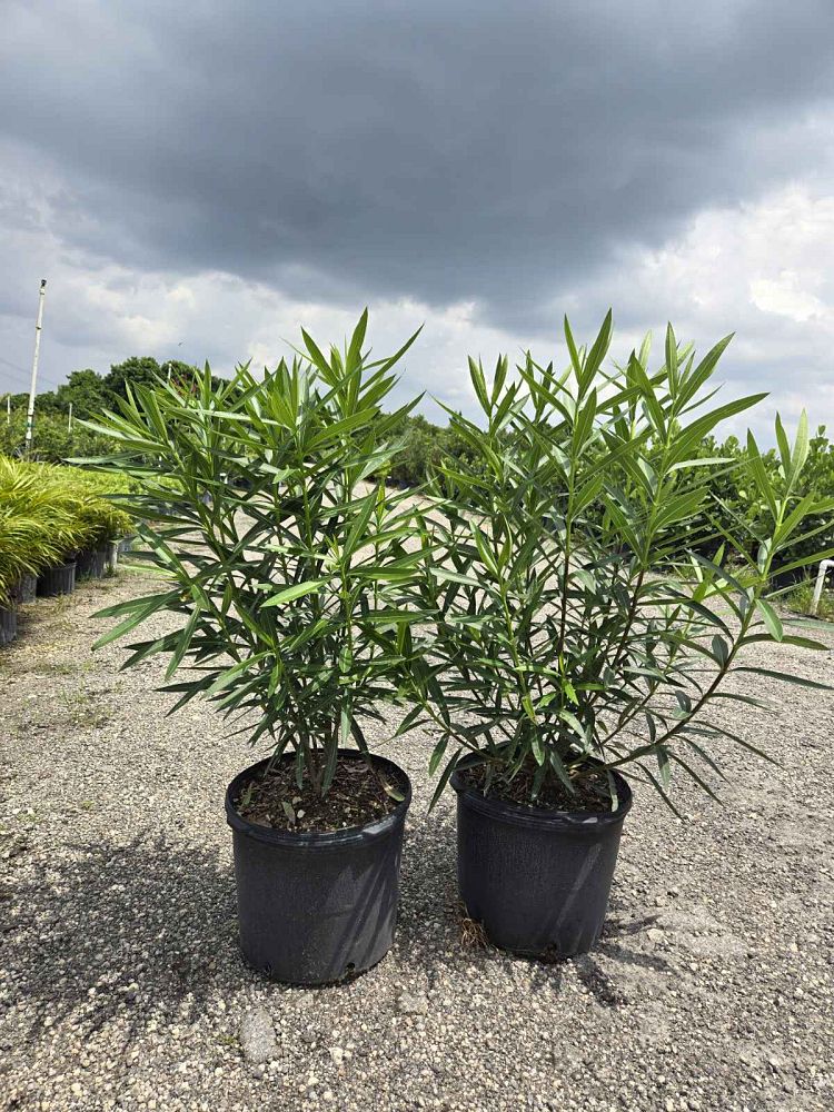 Oleander "Calypso"