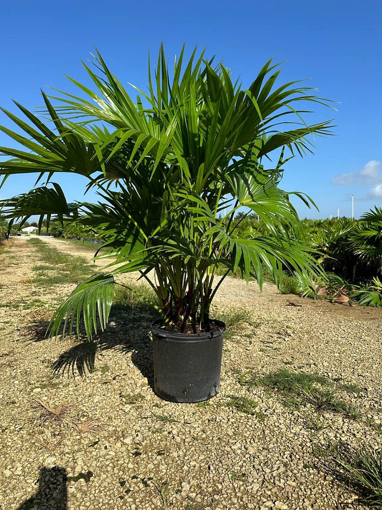 Chinese Fan Palm