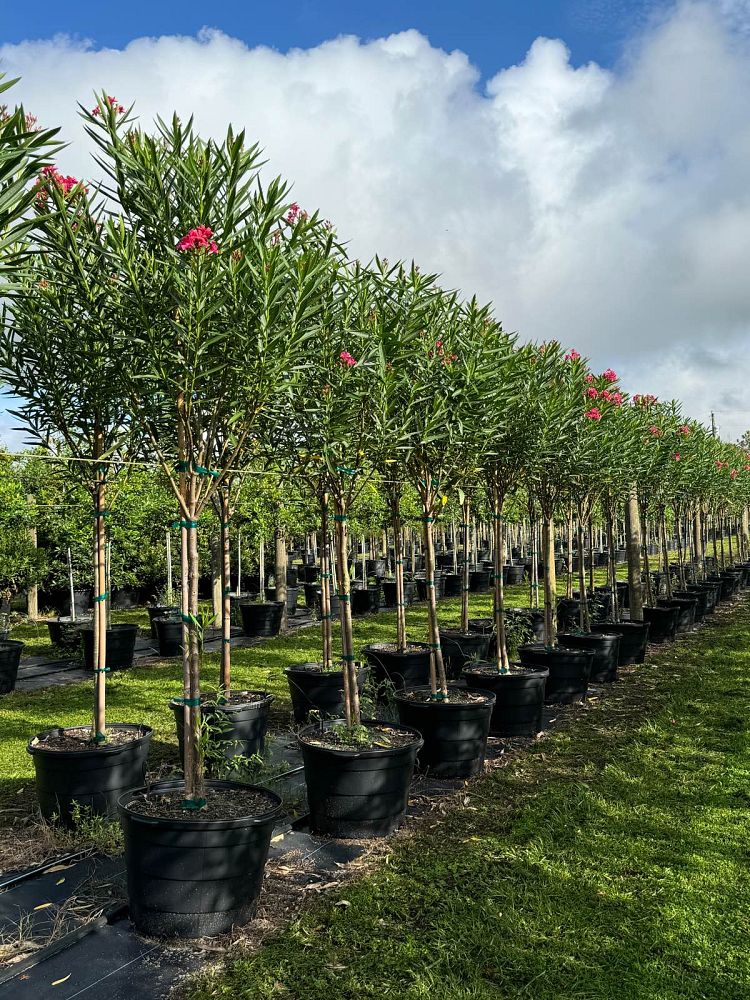 Oleander "Calypso"